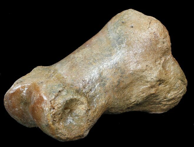 Ice Age Bison Metatarsal (Toe Bone) - North Sea Deposits #43139